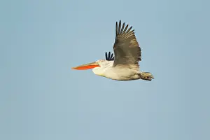 Crispus: Dalmatian Pelican - in flight