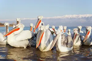 Crispus: Dalmatian Pelican - gathering on lake