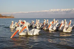 Crispus: Dalmatian Pelican - gathering on lake
