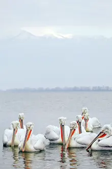 Crispus: Dalmatian Pelican - gathering on lake