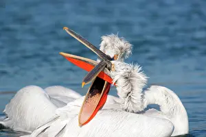 Crispus: Dalmatian Pelican - males fighting