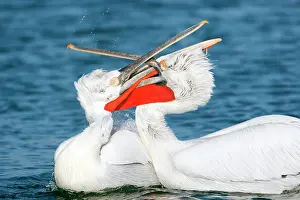 Crispus: Dalmatian Pelican - males fighting