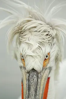 Dalmatian: Dalmatian Pelican (Pelecanus crispus) adult, breeding