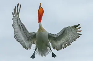 Dalmatian: Dalmatian pelican, Pelecanus crispus, in breeding
