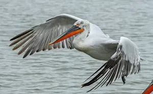 Dalmatian: Dalmatian pelican, Pelecanus crispus, in breeding