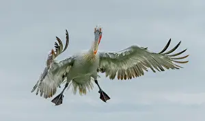 Dalmatian: Dalmatian pelican, Pelecanus crispus, in breeding