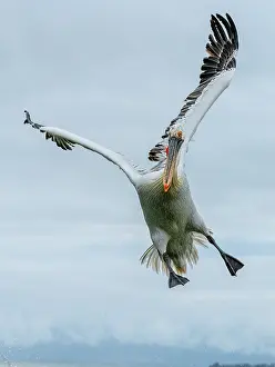 Dalmatian: Dalmatian pelican, Pelecanus crispus, in breeding