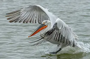 Dalmatian: Dalmatian Pelican, Pelecanus crispus, landing on