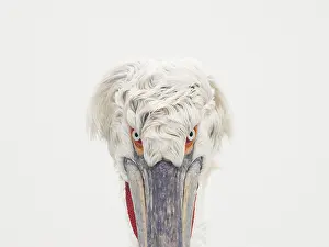 Dalmatian: A Dalmatian Pelican (Pelecanus crispus) looks hauntingly