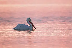 Crispus: Dalmatian Pelican - silhouetted at Sunrise