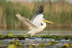 70617: Dalmatian pelican - taking off from lake - Romania