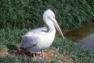 Dalmatian: DALMATIAN PELICAN - BY WATER