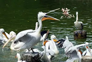 Conspicillatus: Dalmatian pelicans and Australian pelicans (Pelecanus
