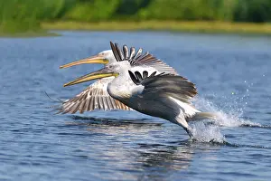 Crispus: Dalmatian Pelicans (Pelecanus crispus) in flight