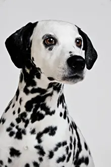 Dalmatians: Dalmatian, portrait