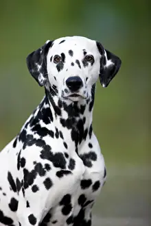 Dalmatian: Dalmatian, portrait, North Tyrol, Austria, Europe