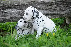 Dalmatian: Two Dalmatian puppies