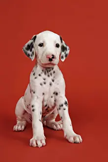 Blotchy: Dalmatian, puppy, 6 weeks