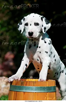 Cask: Dalmatian puppy climbing onto wooden barrel