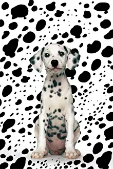 Dalmatians: Dalmatian puppy sitting in front of dalmatian pattern