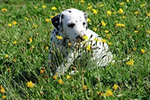 Dalmatian: Dalmatian puppy smelling flower