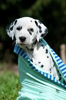 Dalmatian: Dalmatian puppy wrapped in blanket