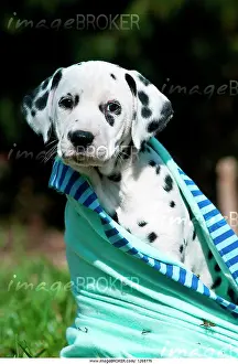 Covers: Dalmatian puppy wrapped in blanket