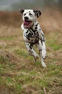 Wildli: Dalmatian, running