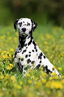 Dalmatian: Dalmatian sitting in a floral meadow, North Tyrol