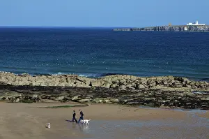 Exercising: Dalmation - 2 dogs and their owners walking on