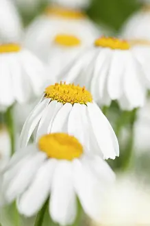 Chrysanthemum: Dalmation Chrysanthemum, Tanacetum cinerariifolium, Wihte fl