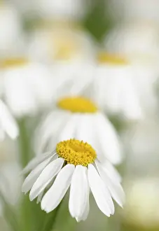 Chrysanthemum: Dalmation Chrysanthemum, Tanacetum cinerariifolium, Wihte fl