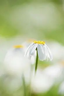 Chrysanthemum: Dalmation Chrysanthemum, Tanacetum cinerariifolium, Wihte fl