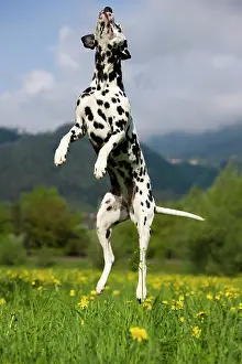 Completely: Dalmation jumping into the air, North Tyrol, Austria