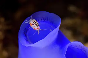 Squirt: Dalmation Ladybug Amphipod