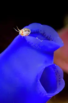 Squirt: Dalmation Ladybug Amphipod