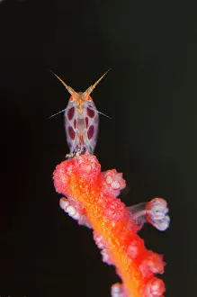 Emerald: Dalmation Ladybug Amphipod