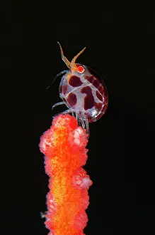 Emerald: Dalmation Ladybug Amphipod