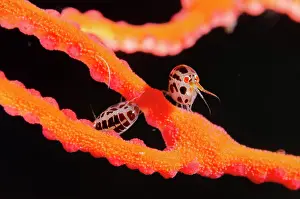 Emerald: Dalmation Ladybug Amphipods