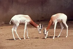 Ruficollis: Dama / Addra / Red-shouldered / ReD-necked Gazelle