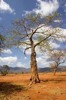 Destructive: Damage to baobab / Boab by elephant