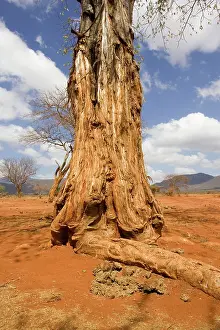 Destructive: Damage to baobab / Boab by elephant