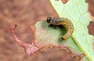 Sawfly: Damage caused by Berberis SAWFLY Larva