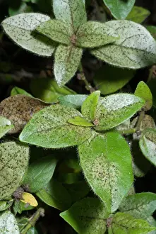 Terebrantia: Damage to foliage of ornamental shrub caused by