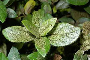 Terebrantia: Damage to foliage of ornamental shrub caused by