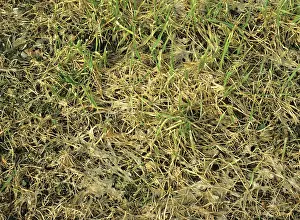 Mold: Damaged barley crop