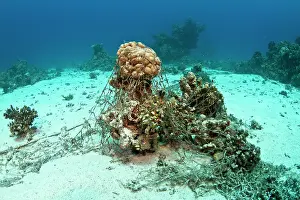 Coverd: Damaged Corals - coverd by fishing net