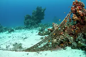 Coverd: Damaged Corals - coverd by fishing net