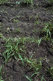 Delia: Damaged Crop from Wheat Bulb Fly