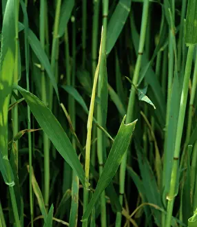 Delia: Damaged Crop from Wheat Bulb Fly